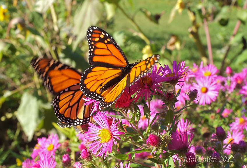 2- Monarch New England Aster ©Kim Smith 2013