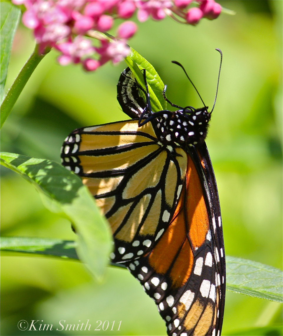 female-monarch-egg-marsh-milkweed-c2a9kim-smith-2013jpg
