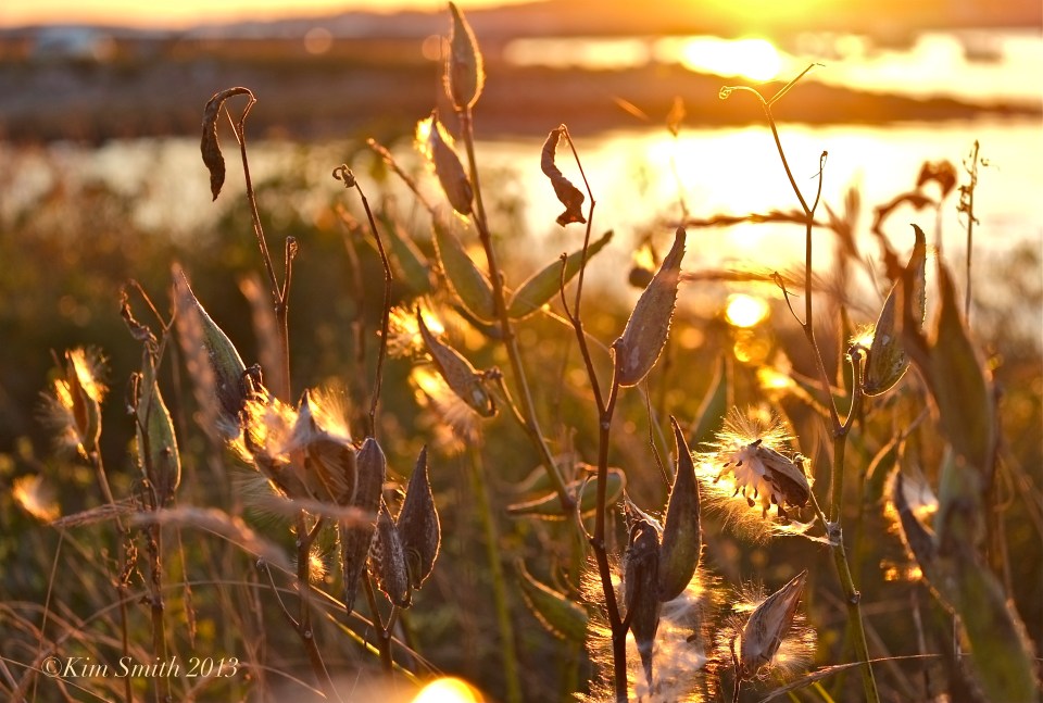 Milkweed Monarch Habitat Eastern Point Gloucester ©Kim Smith 2013