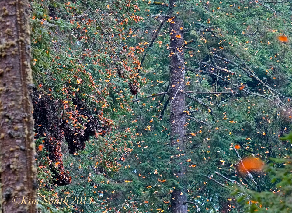 Monarch butterfly explosion ©Kim Smith 2014