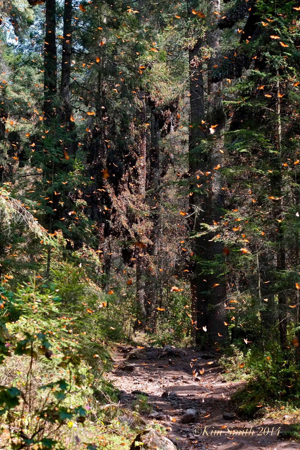 Monarch Butterfly Explosion El Rosario Mexico ©Kim Smith 2014 final