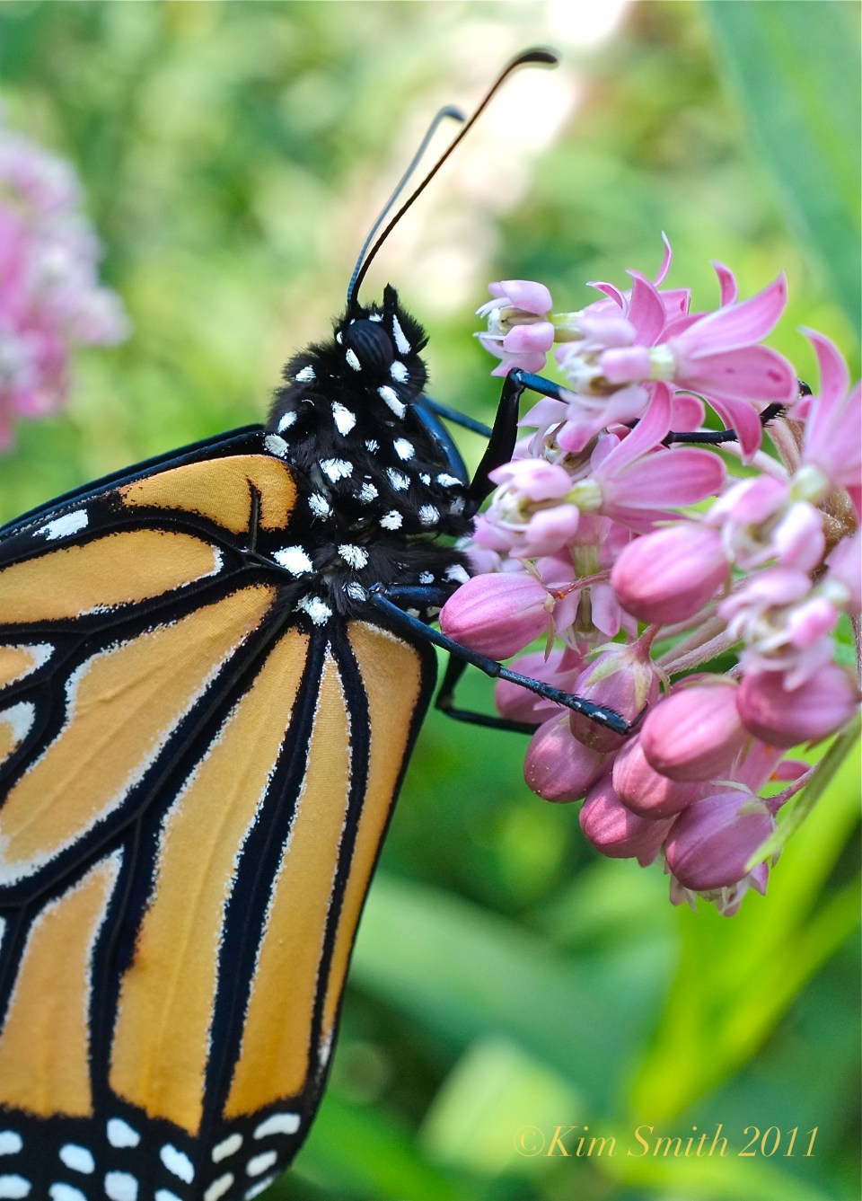 monarch-butterfly-marsh-milkweed-kim-smith-2011