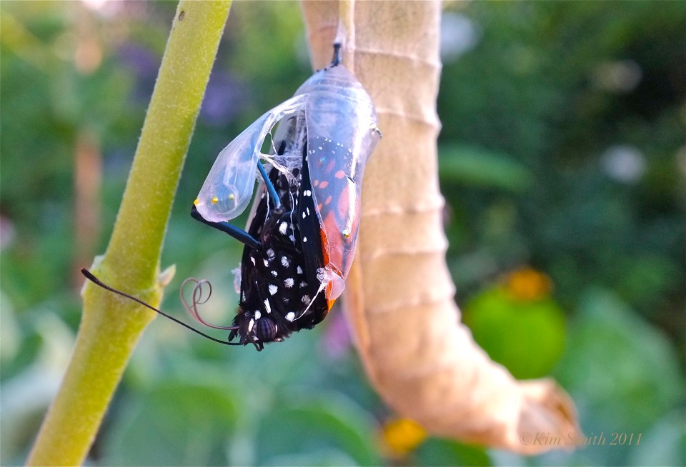 Monarch Butterfly Monarch Butterfly Emerging from Chryslais ©Kim Smith 2011