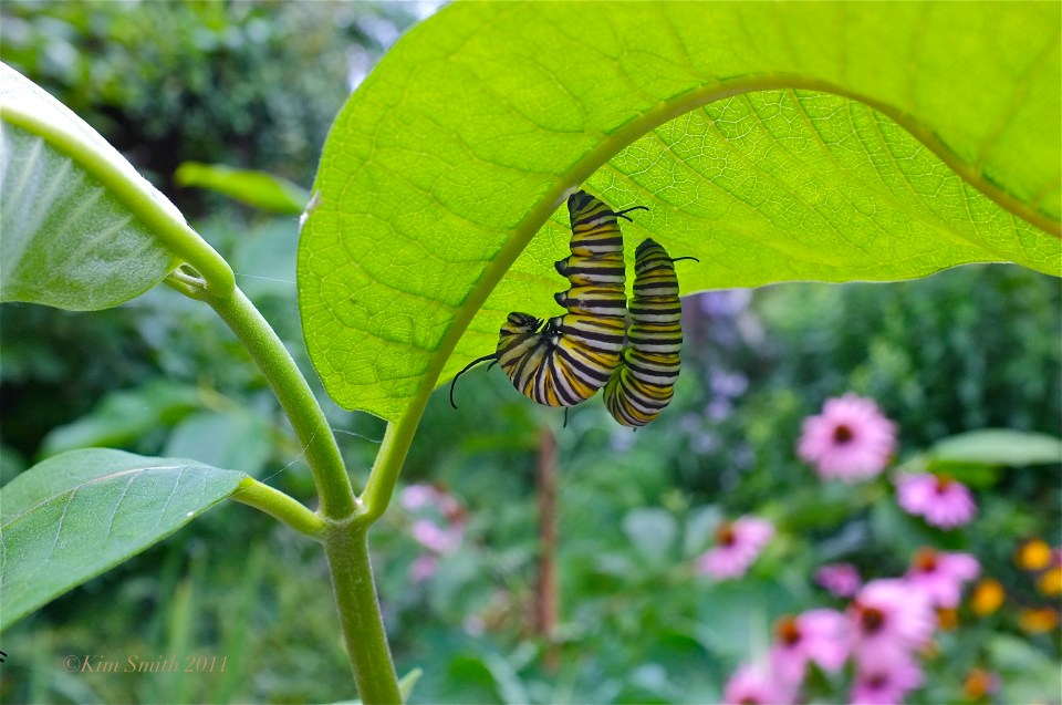 Monarch Caterpillars Common Milkweed ©Kim Smith 2011