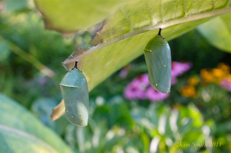 Monarch Chrysalis on milkweed rib ©Kim Smith 2011