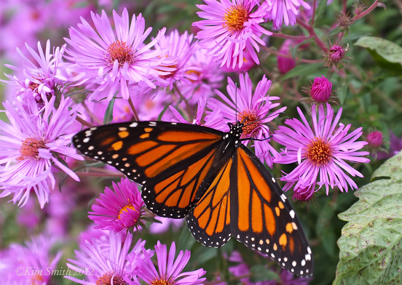 Monarch New England Aster ©Kim Smith 2013