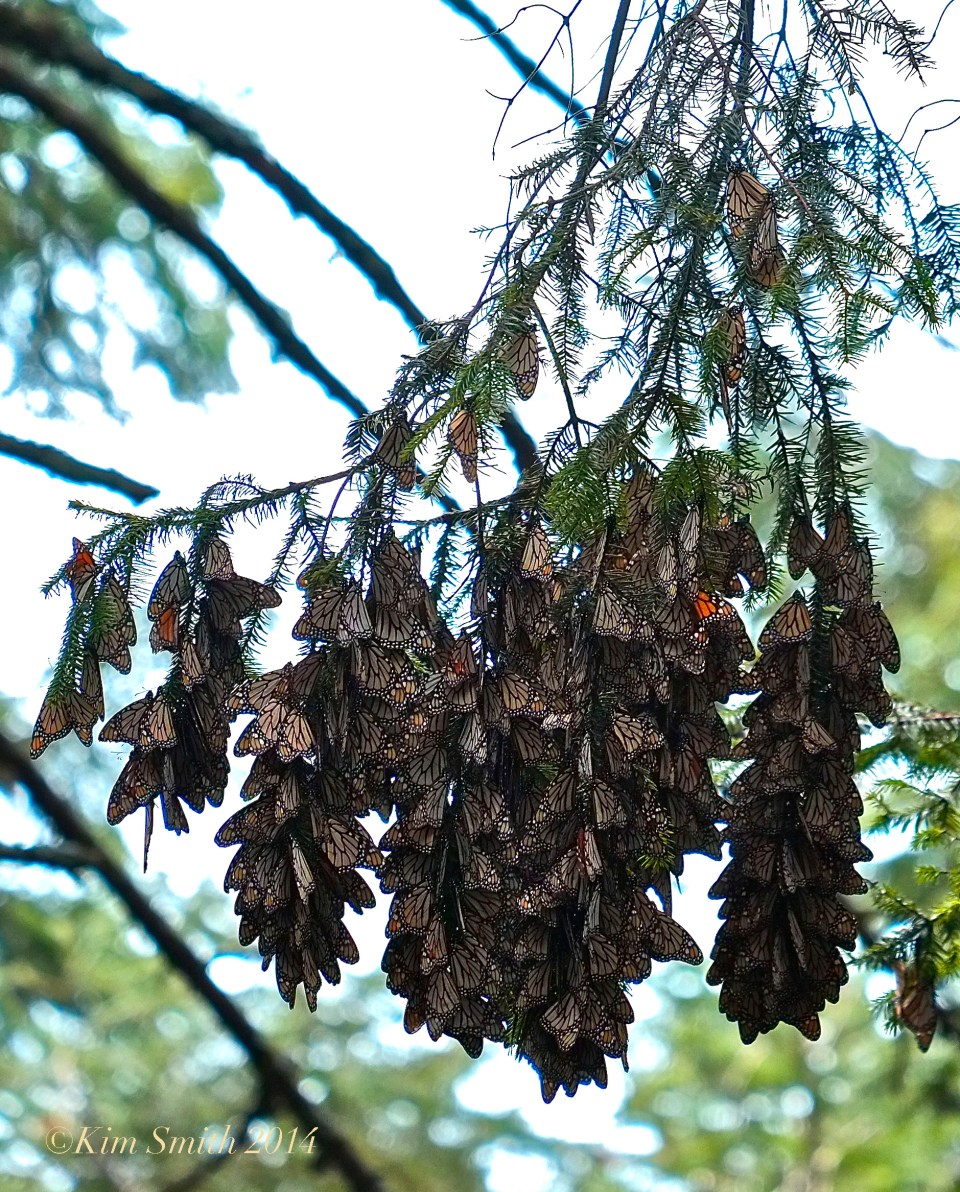 Monarchs El Rosario ©Kim Smith 2014
