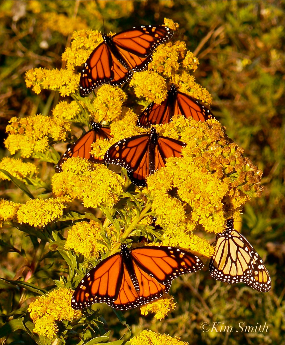 Monarchs Nextaring at Seaside Goldenrod Gloucester ©Kim Smith