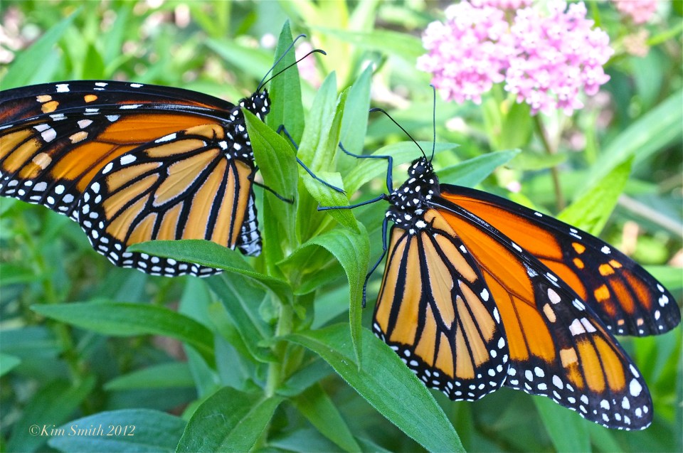 Male Female Monarch Butterfly Marsh Milkweed -2 ©Kim Smith 2012 copy