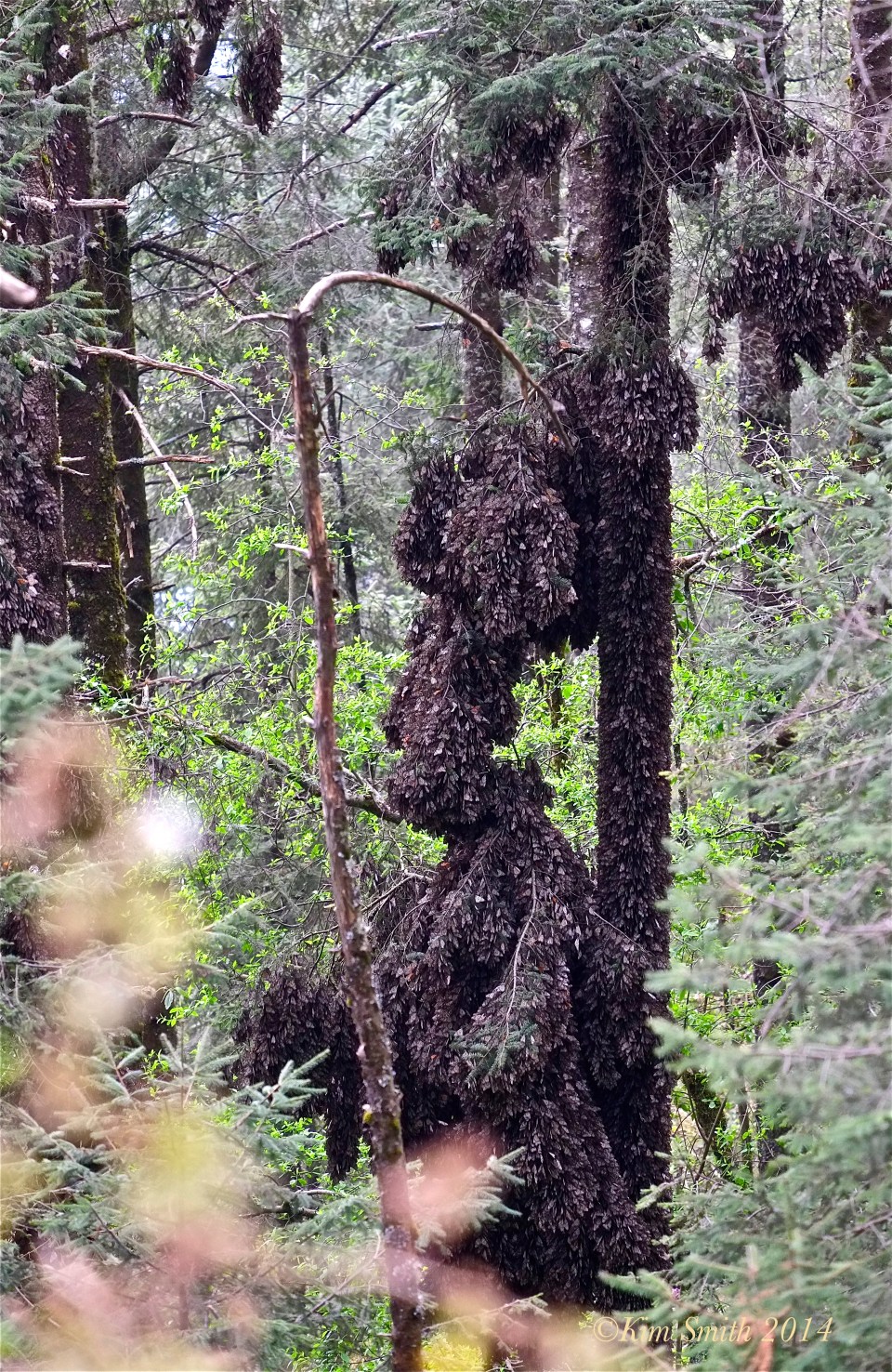 Monarch Oyamel tree ©Kim Smith 2014 copy