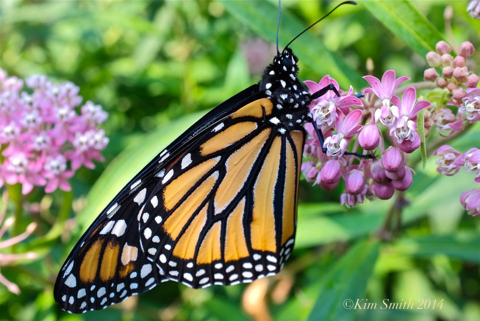Monarch Butterfly marsh Milkweed ©Kim Smith 2012