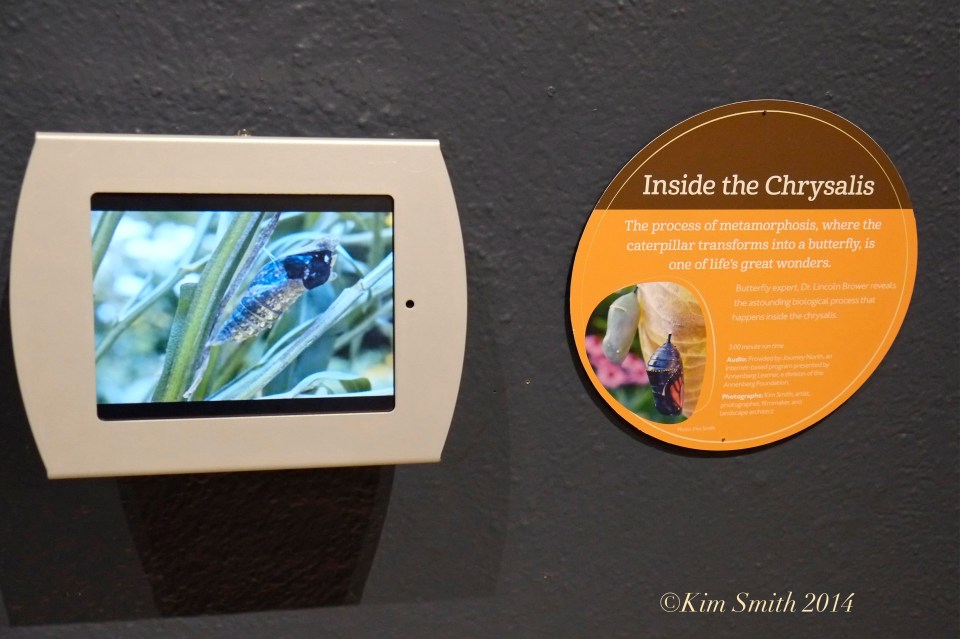 Berkshire Museum ©Kim Smith 2014 -2