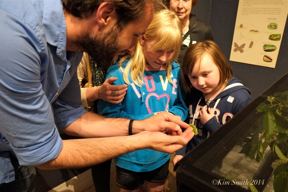 Kim Smith Berkshire Museum Butterflies ©Kim Smith 2014