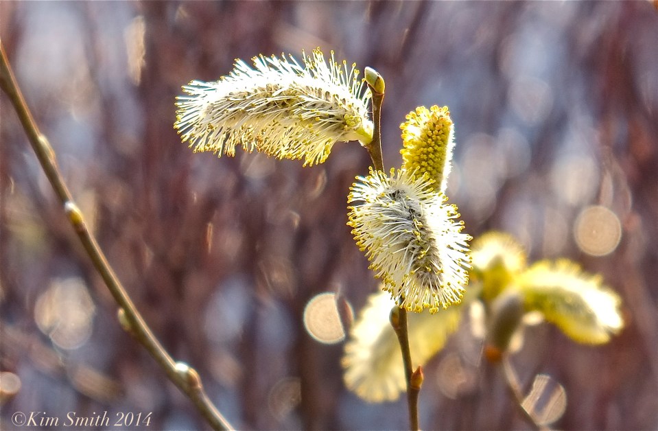 Pussy Willows, Salix discolor ©Kim Smith 2014