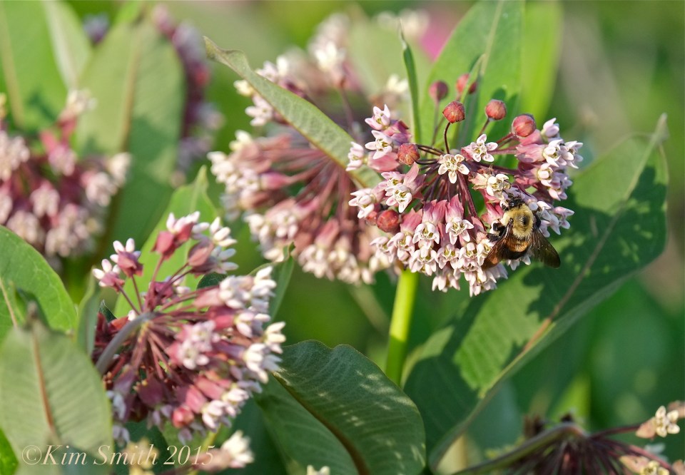 Common Milkweed and Bee Asclepias syriaca ©Kim Smith 2015