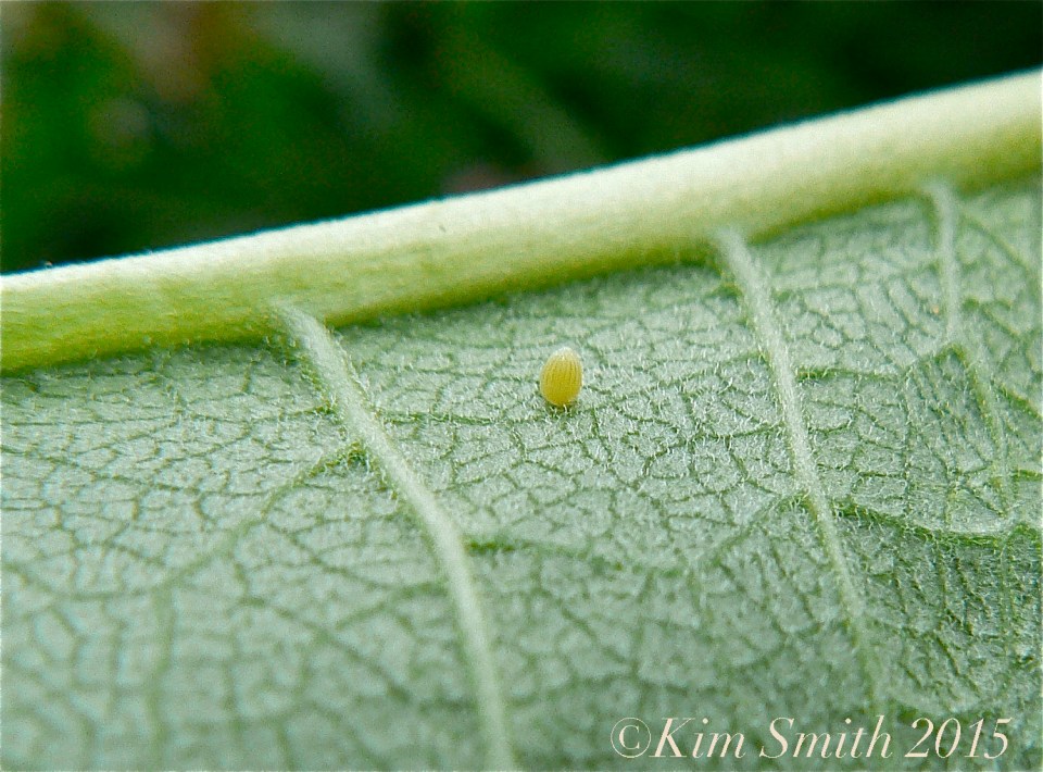 Monarch Butterfly Egg ©Kim Smith 2015
