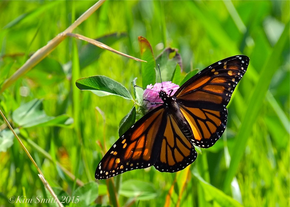 Monarch Butterfly Female -3 ©Kim Smith 2015