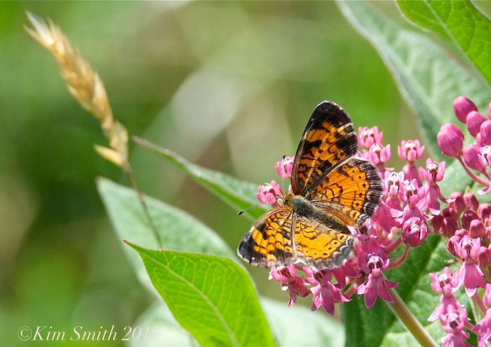 Pearl Crescent Butterfly Female Milkweed ©Kim Smith 2015