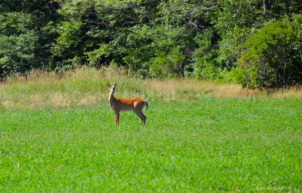 Waring Field Deer ©Kim Smith 2015