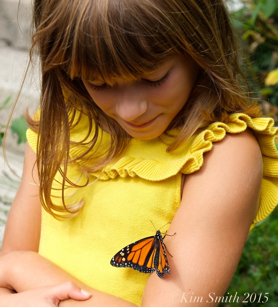 Lotus Monarch Day ©Kim Smith 2015