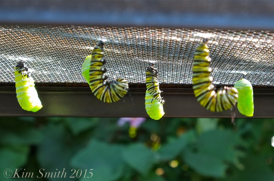 Monarch caterpillars J-shape, pupating ©Kim Smith 2015