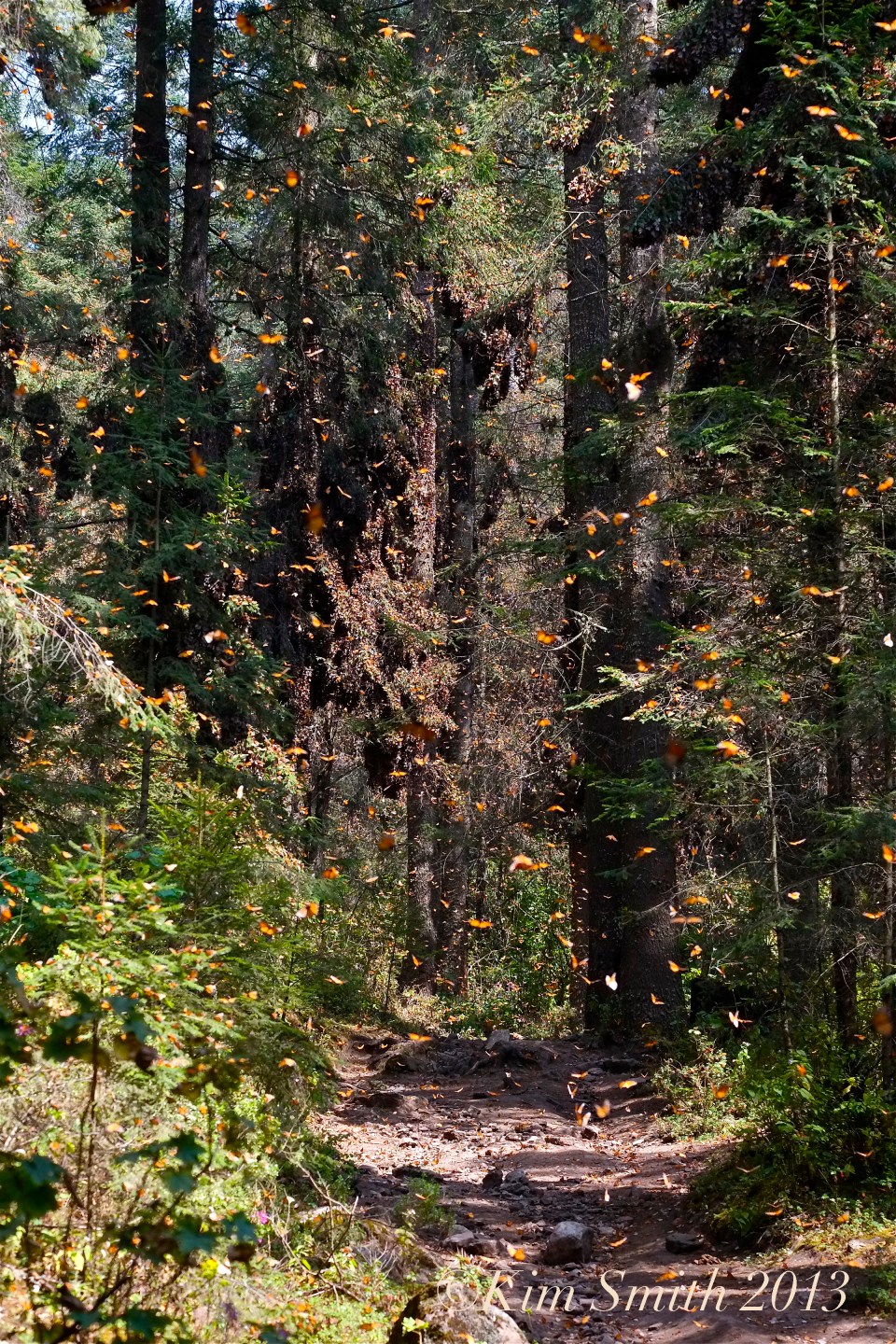 Monarch Butterfly Explosion -1 ©Kim Smith 2014 300dpi copy