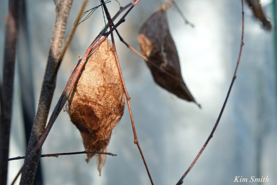 Cecropia moth cocoon copyright Kim Smith