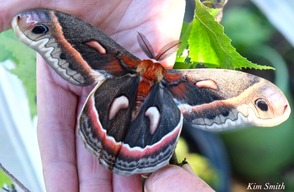 Cecropia Moth Male copyright Kim Smith