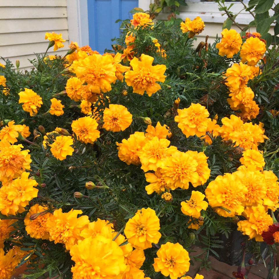 marigolds-flor-de-muerto-copyright-kim-smith